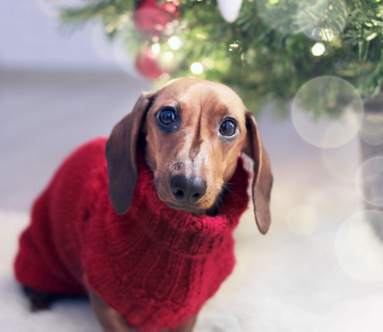 The King of Christmas and Pink Trees 