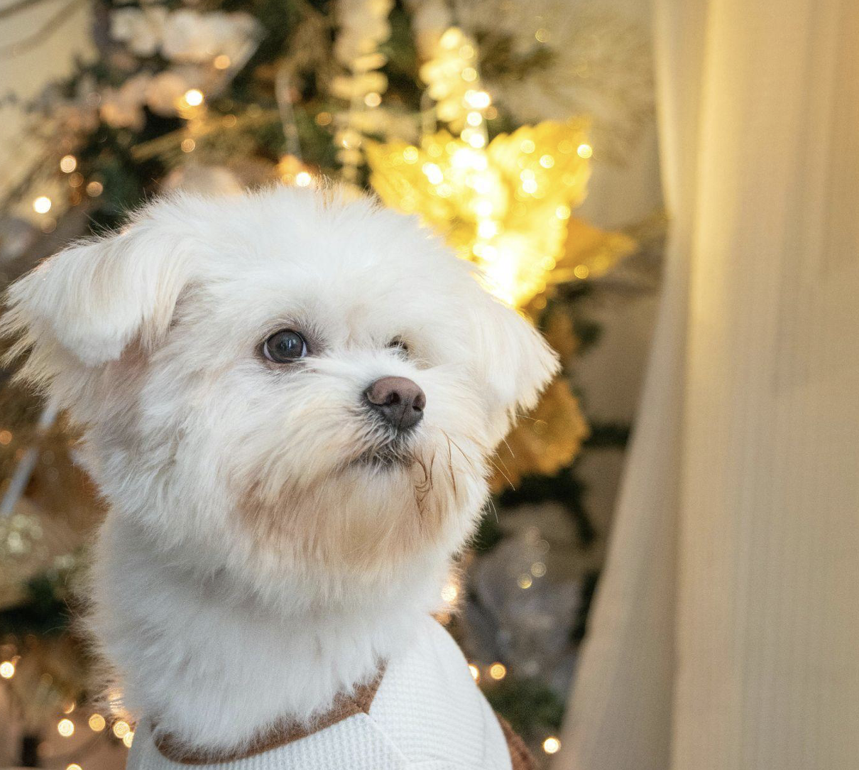 Elevate Your Holiday Spirit with Glass Ornaments